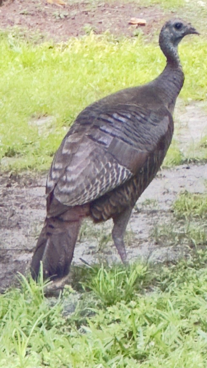 Wild Turkey - ML636757153