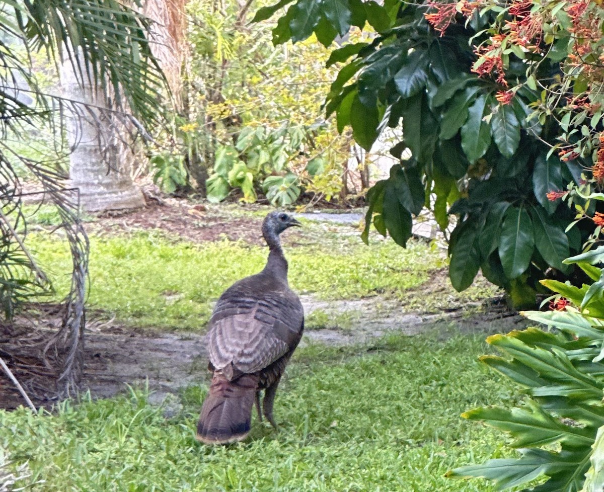 Wild Turkey - ML636757154