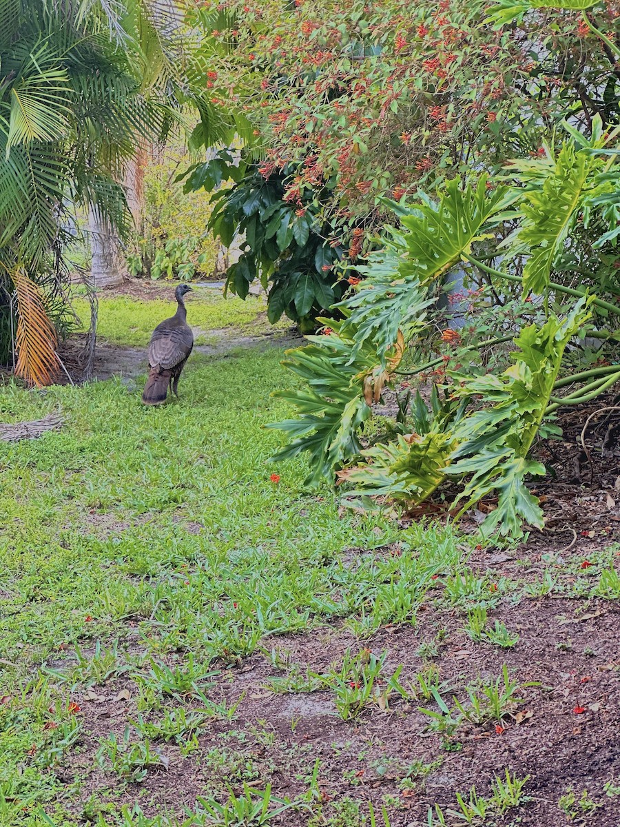 Wild Turkey - ML636757157