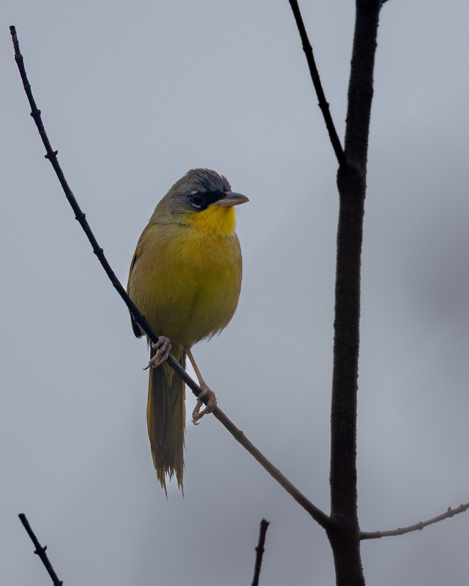 Gray-crowned Yellowthroat - ML636757187