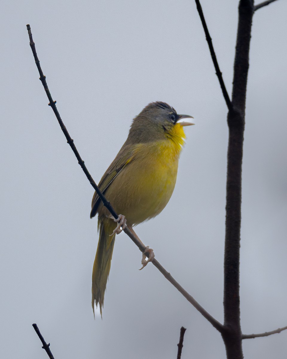 Gray-crowned Yellowthroat - ML636757188