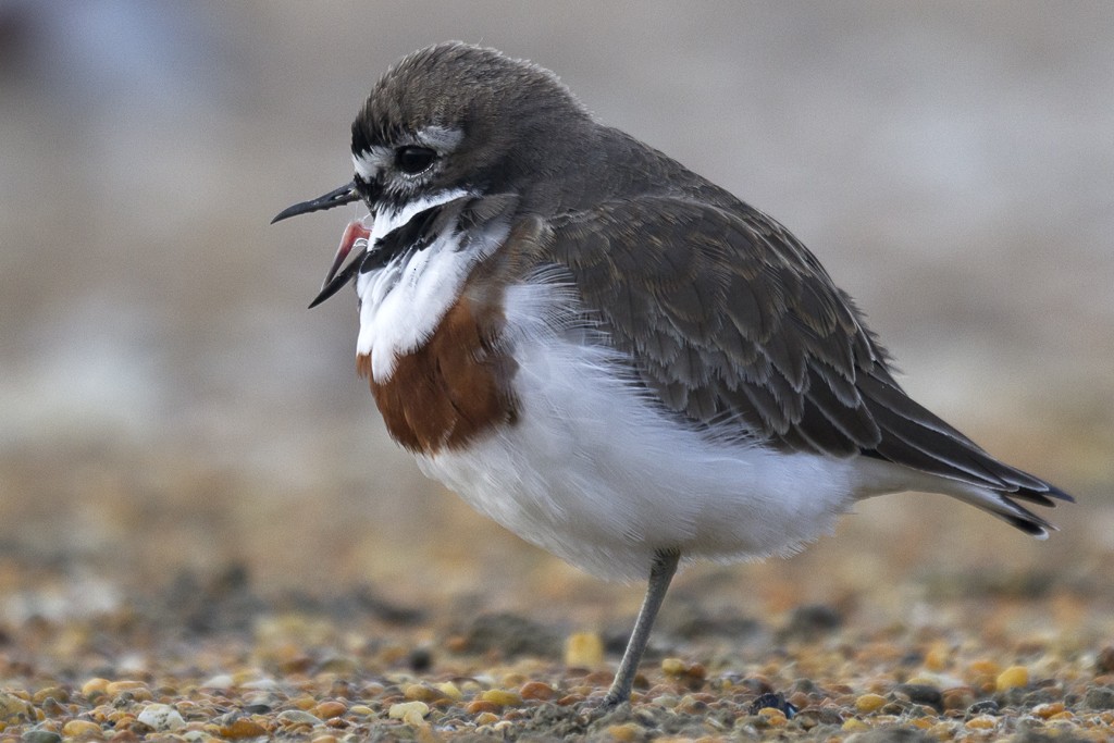 Double-banded Plover - ML636757211