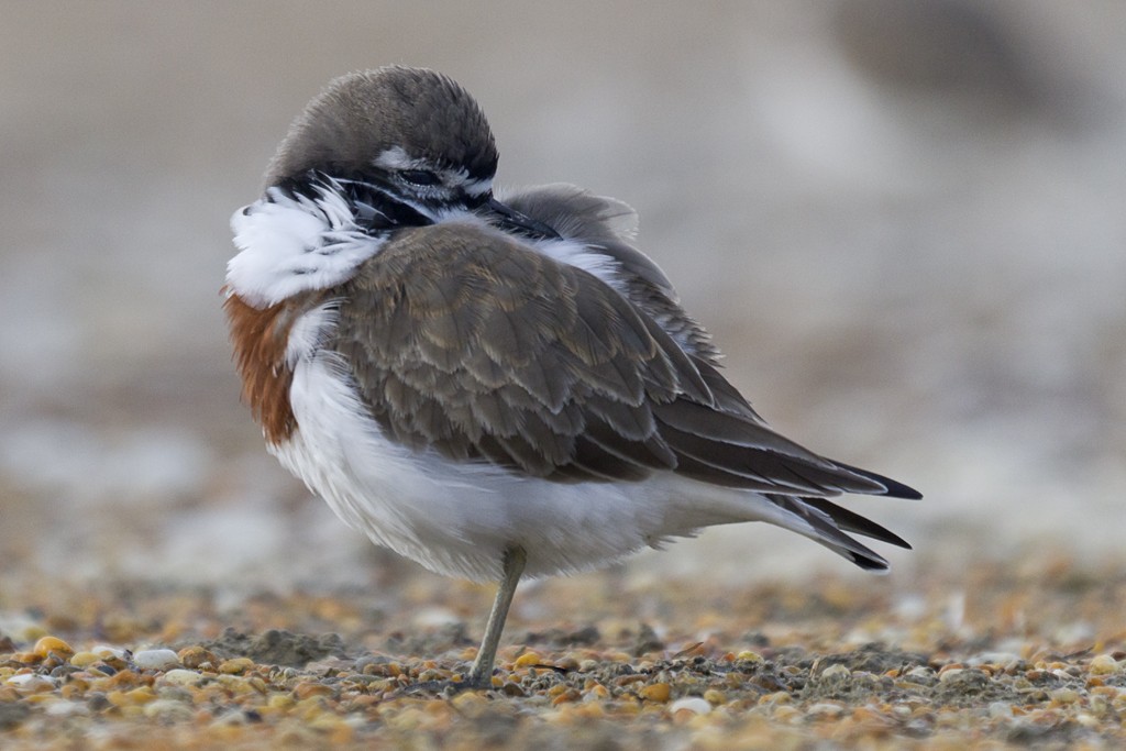 Double-banded Plover - ML636757212