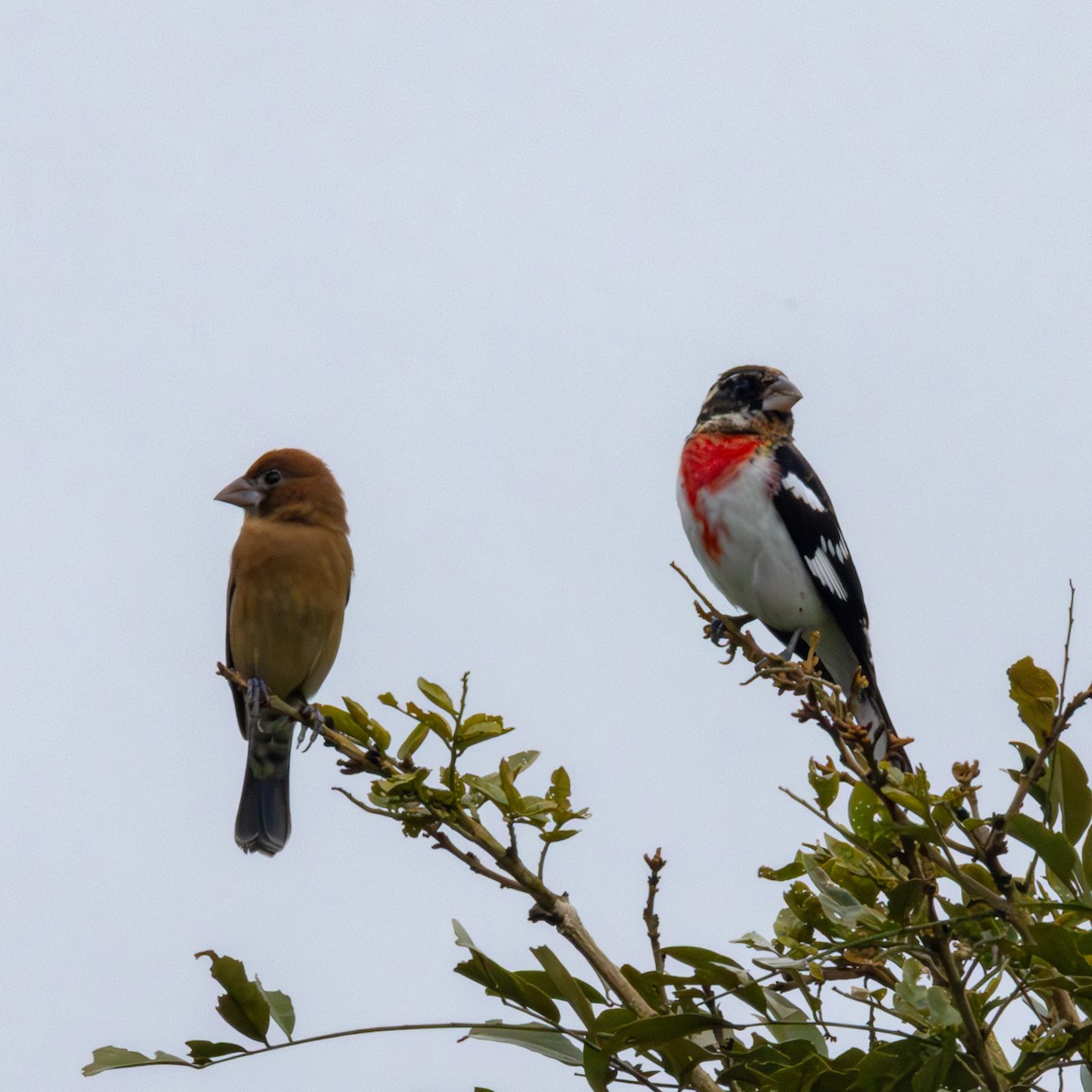 Rose-breasted Grosbeak - ML636757218