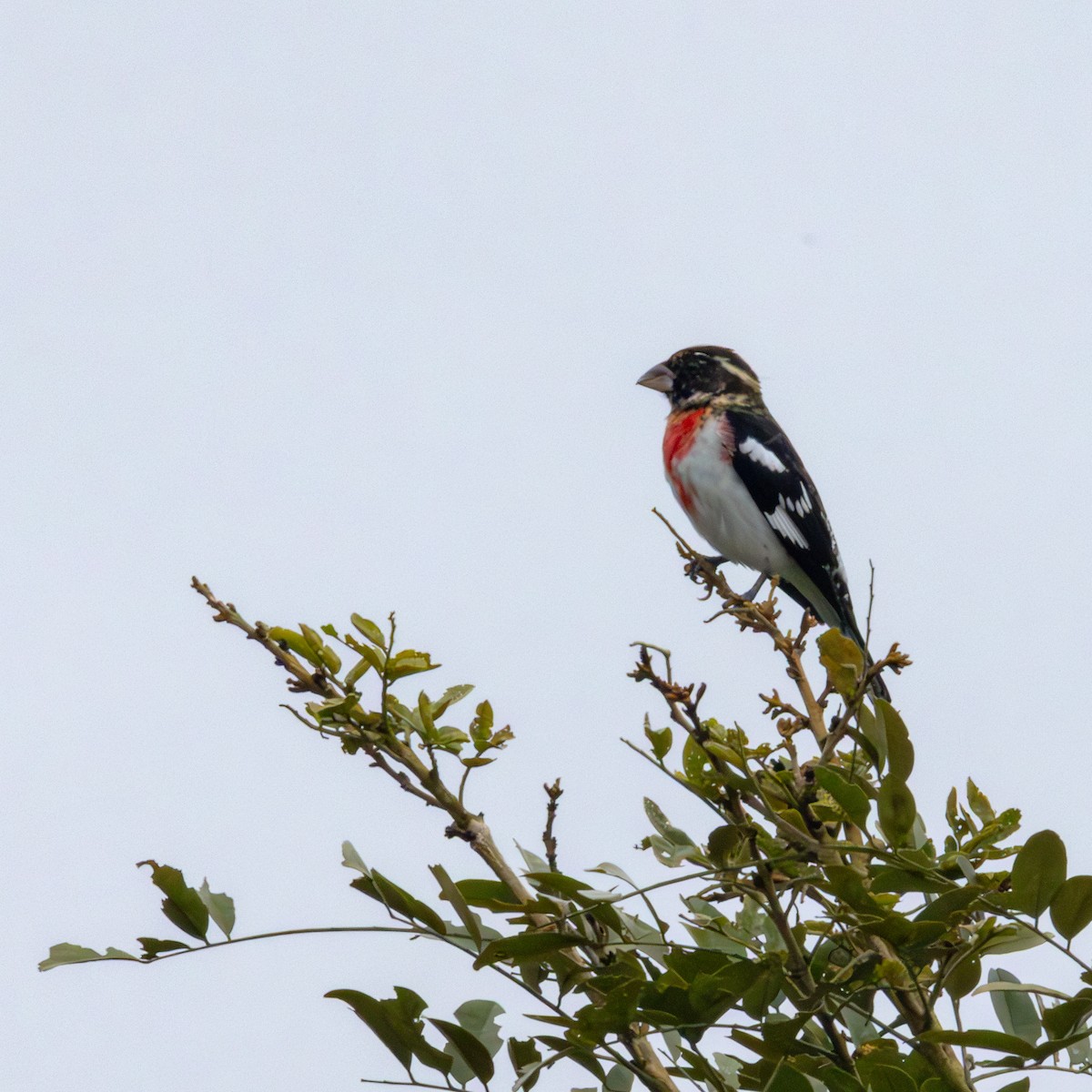 Rose-breasted Grosbeak - ML636757219
