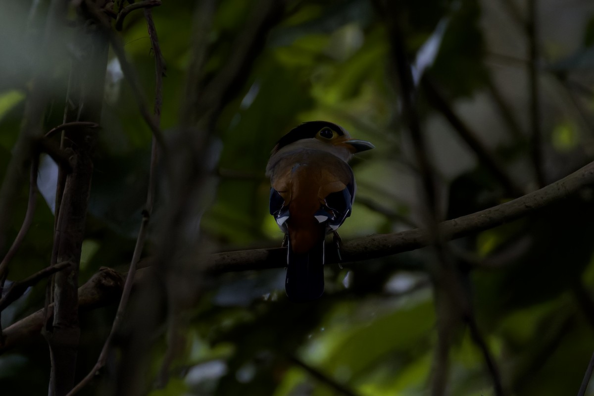 Silver-breasted Broadbill - ML636757230