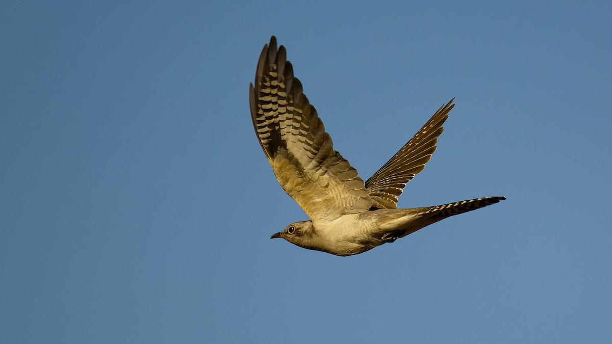 Pallid Cuckoo - ML636757235
