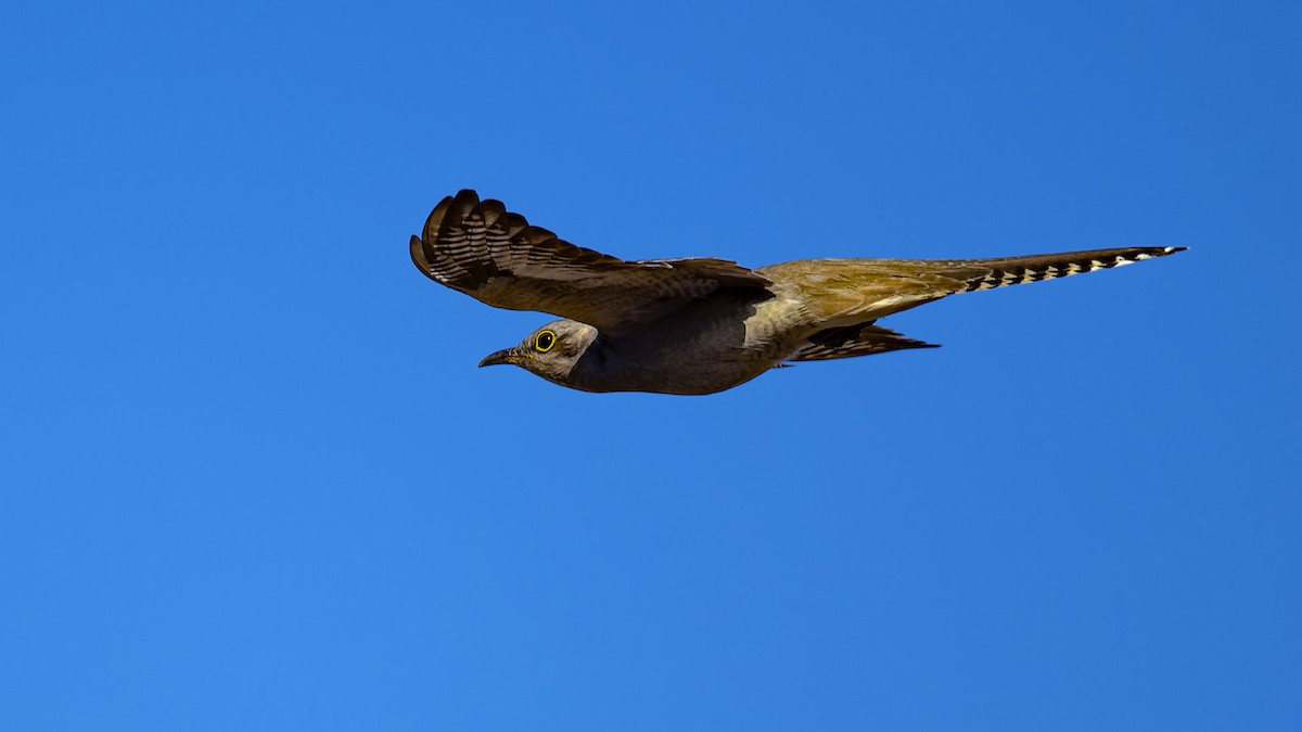 Pallid Cuckoo - ML636757236