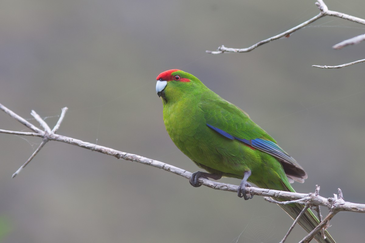 Red-crowned Parakeet - ML636757238