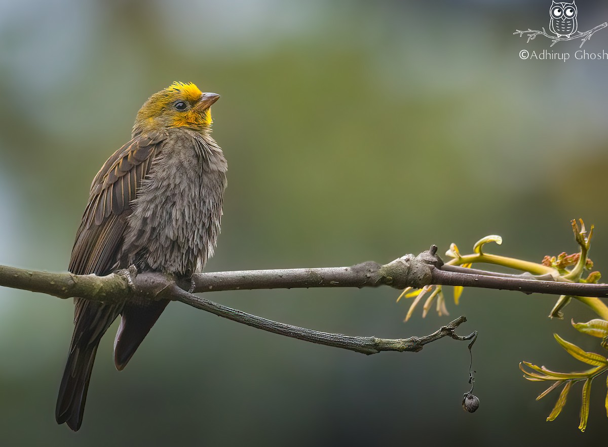Yellow-rumped Honeyguide - ML636757240