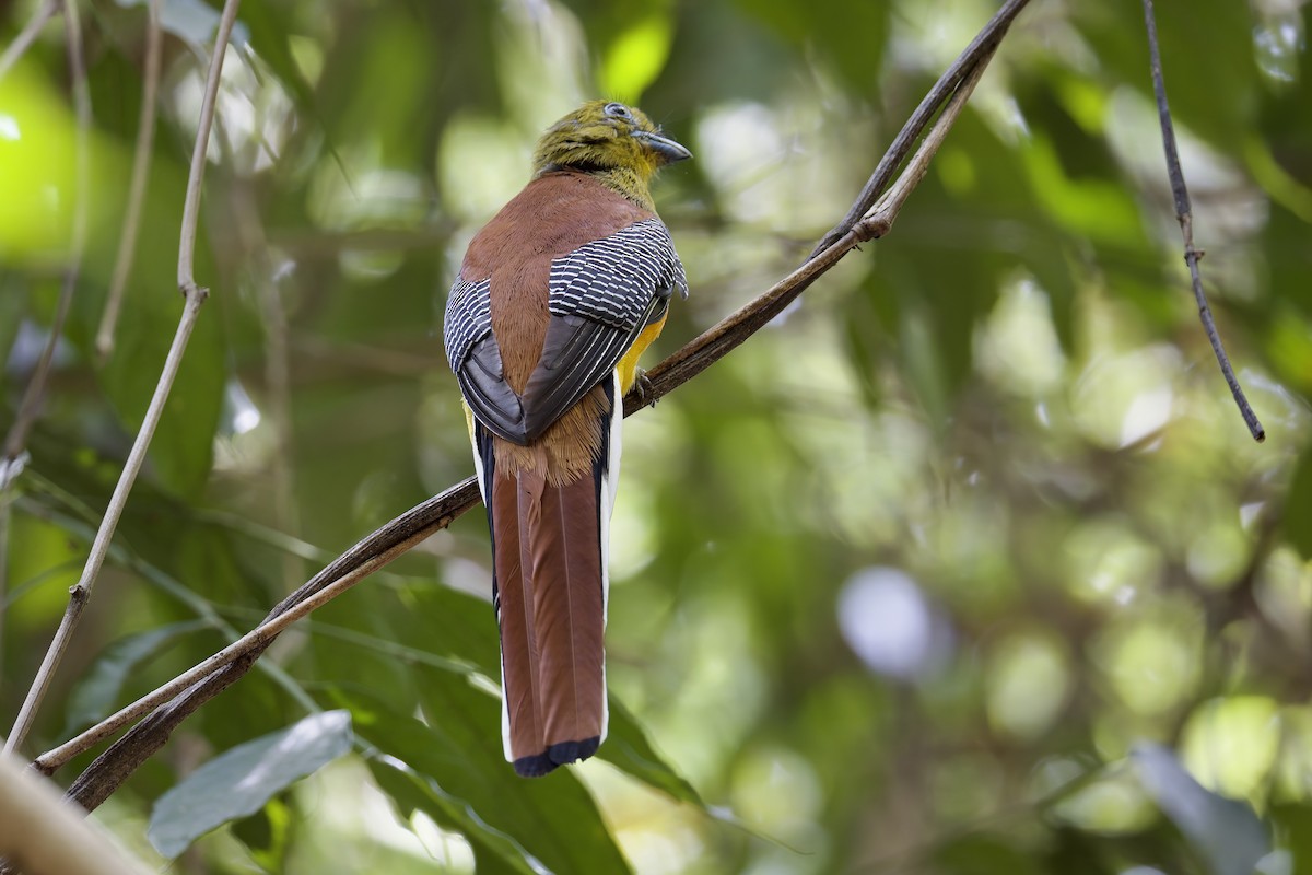 Orange-breasted Trogon - ML636757275