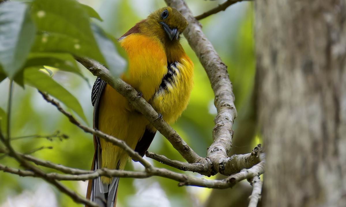 Orange-breasted Trogon - ML636757293