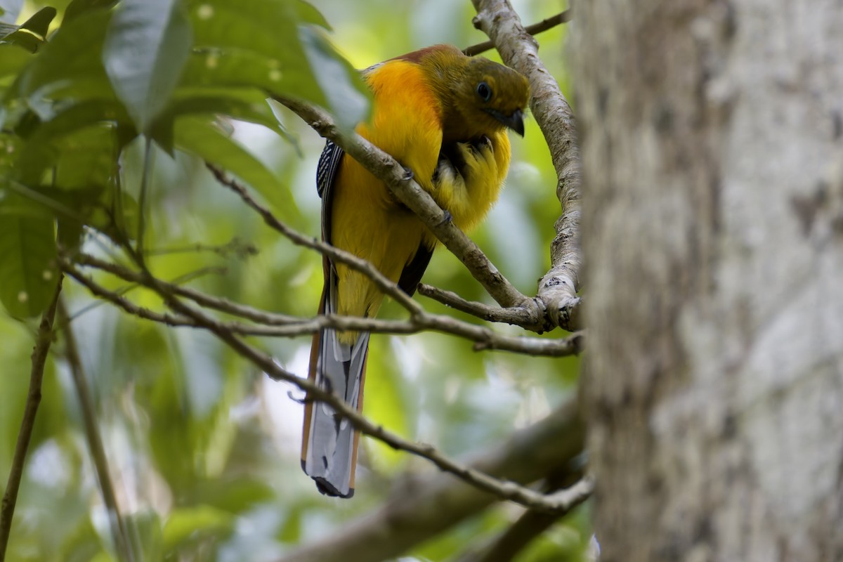 Orange-breasted Trogon - ML636757295