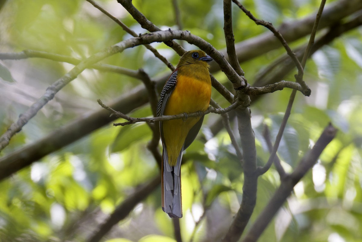 Orange-breasted Trogon - ML636757297