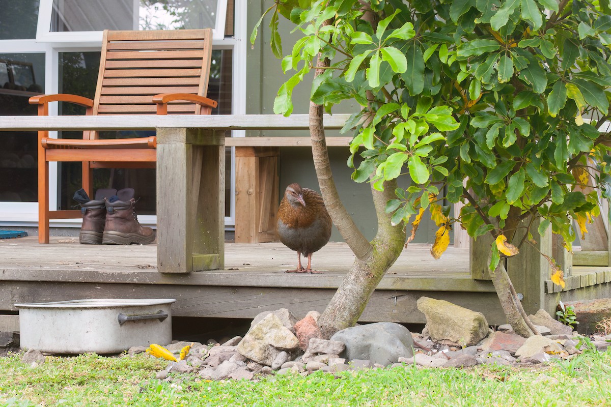 Weka - ML636757308