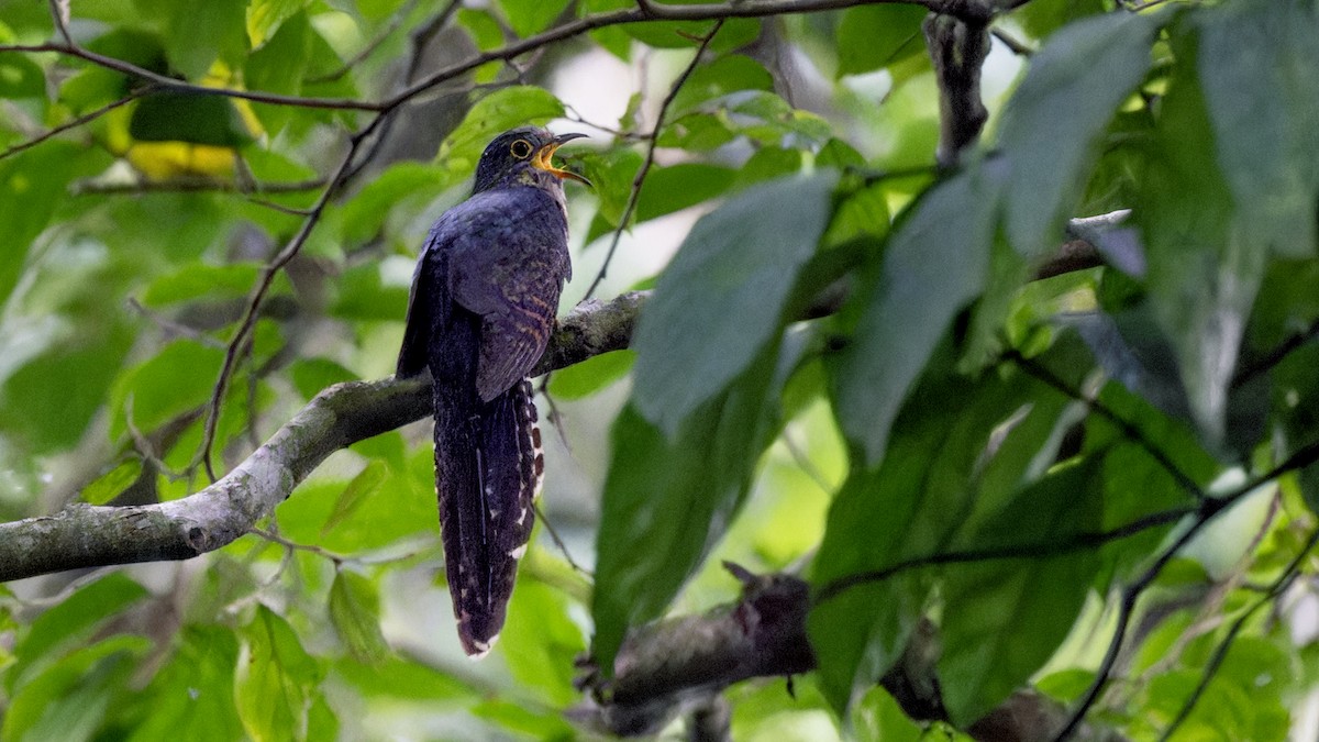 Dusky Long-tailed Cuckoo - ML636757319