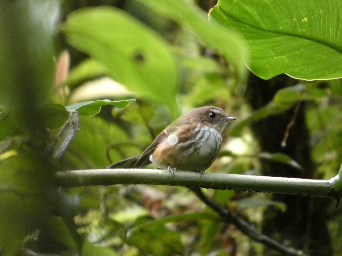 Fiji Streaked Fantail - ML636757342