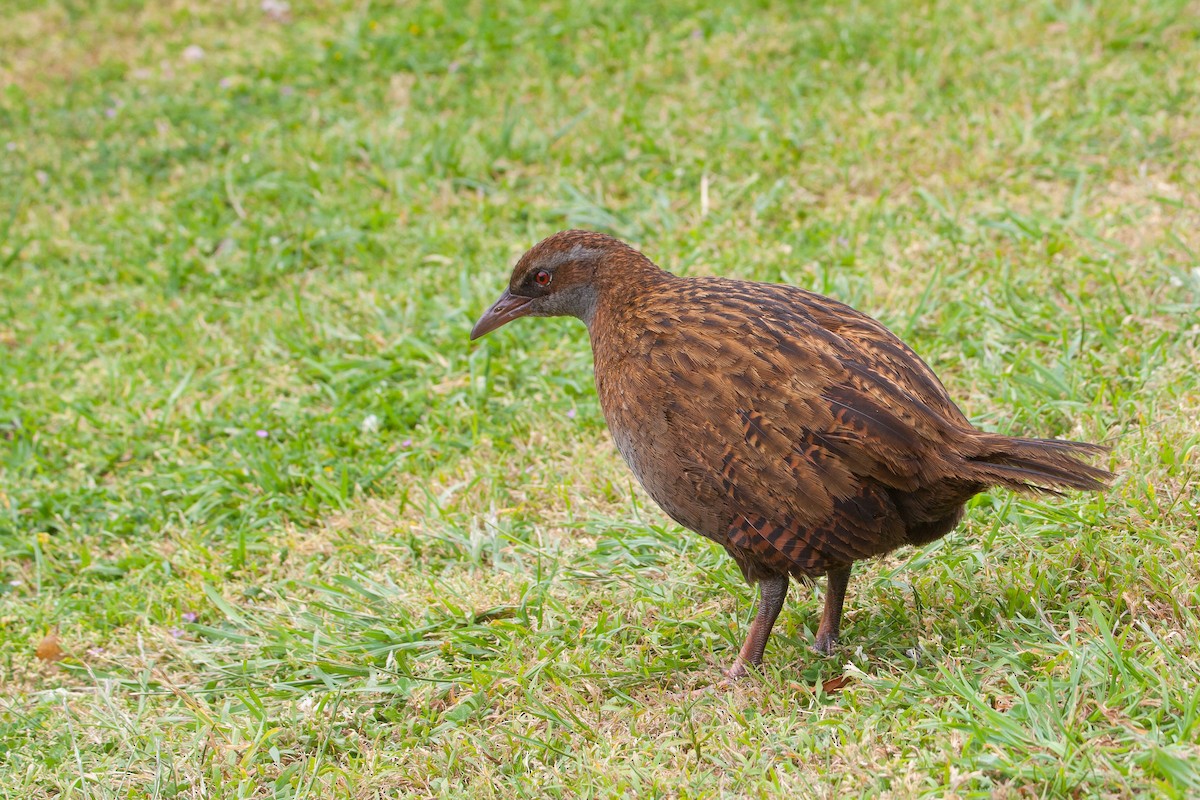 Weka - ML636757360