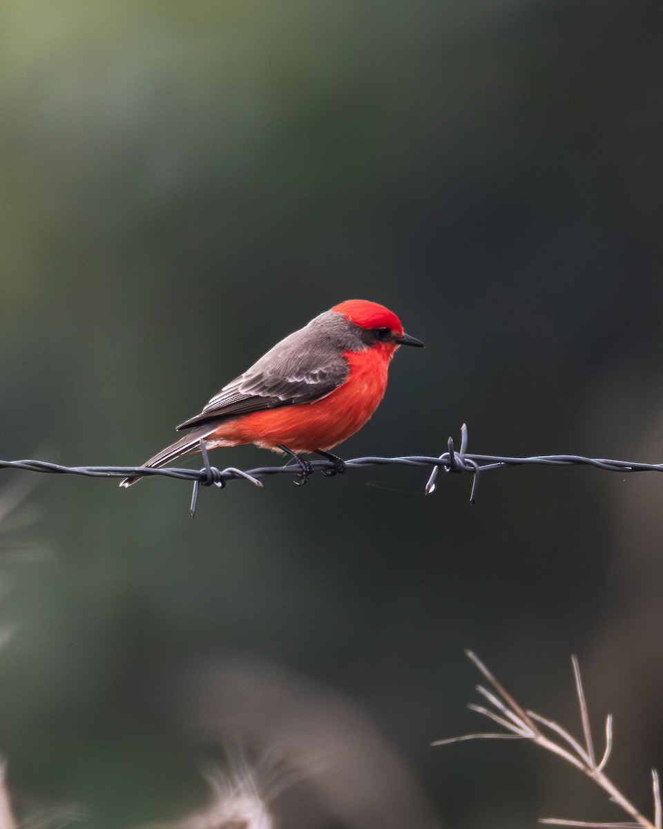 Vermilion Flycatcher - ML636757386