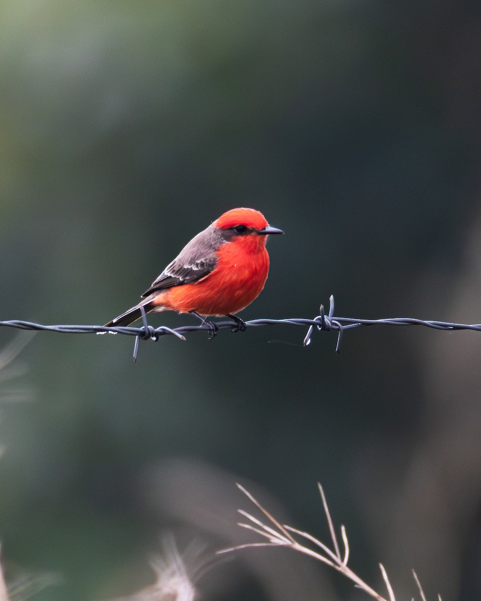 Vermilion Flycatcher - ML636757388