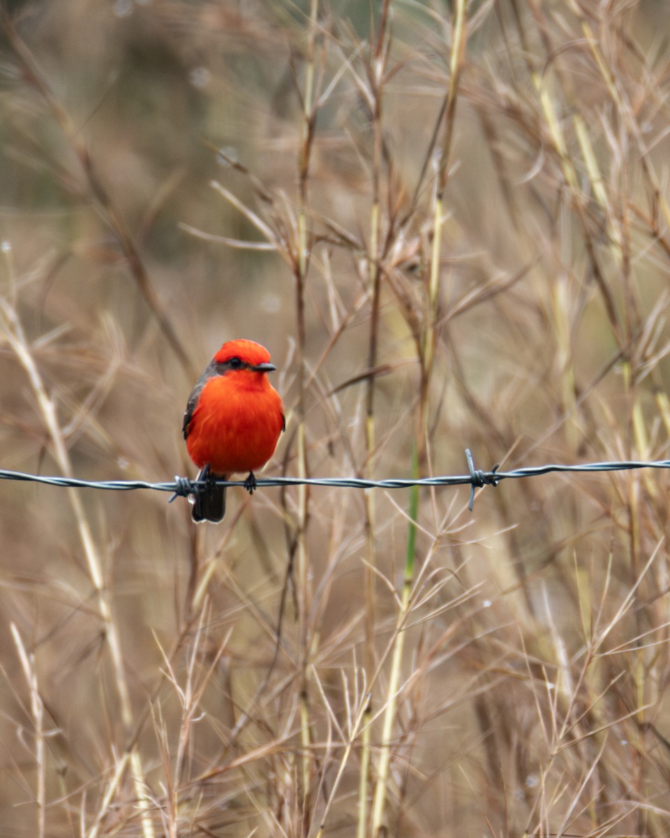 Vermilion Flycatcher - ML636757389