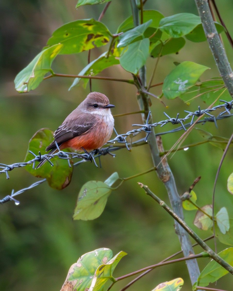 Vermilion Flycatcher - ML636757390