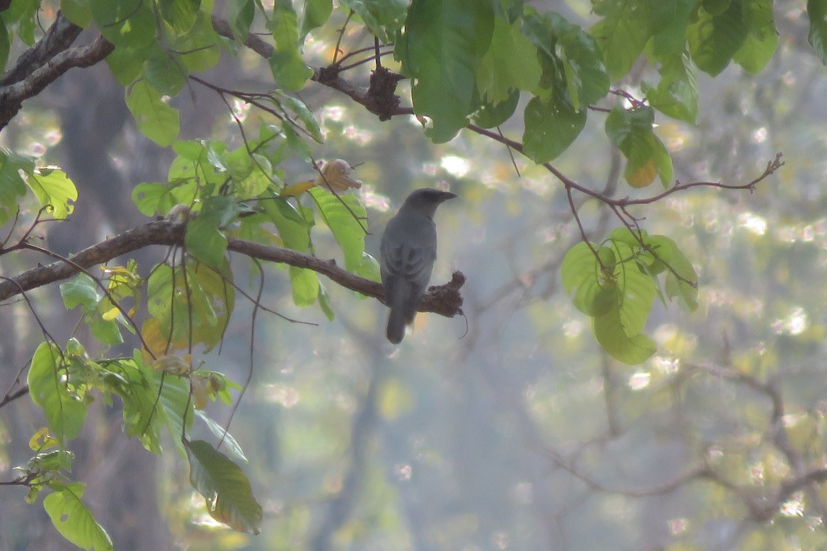 Oriental Cuckooshrike - ML636757411