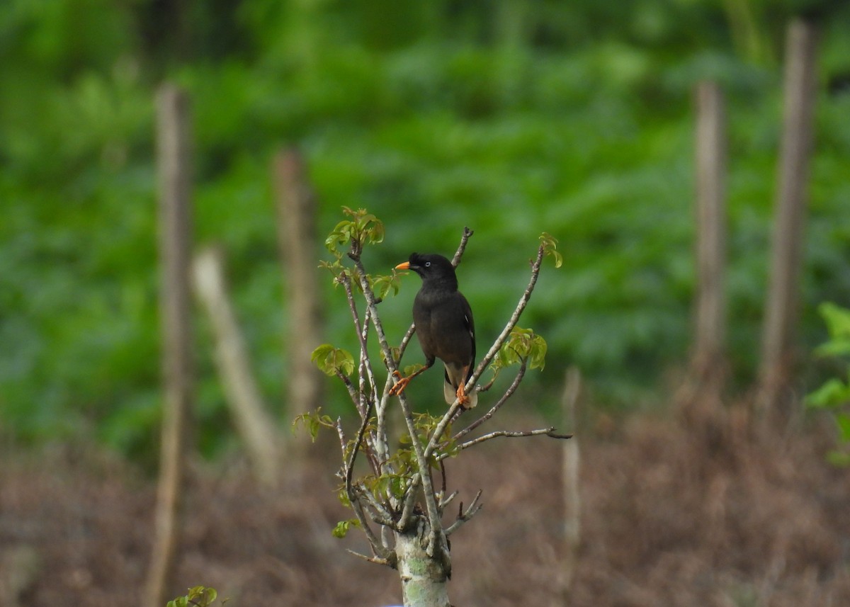 Jungle Myna - ML636757421