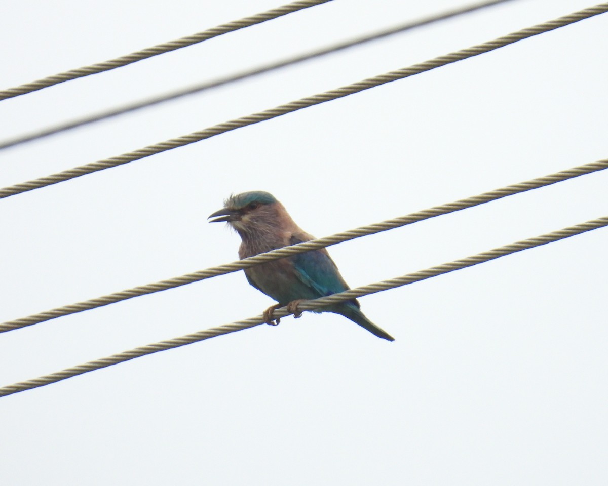 Indian Roller - ML636757509
