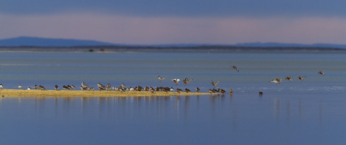 Red-breasted Dotterel (Southern) - ML636757577