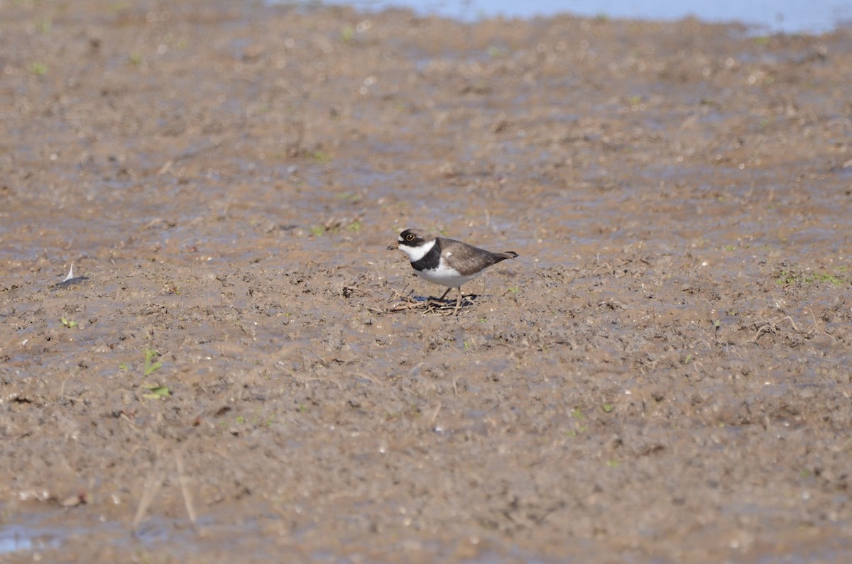 Semipalmated Plover - ML636757593