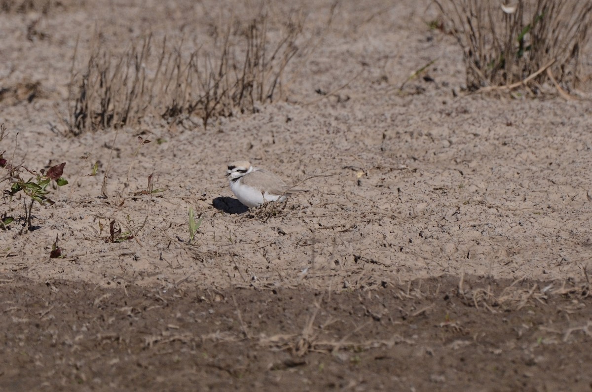 Snowy Plover - ML636757597