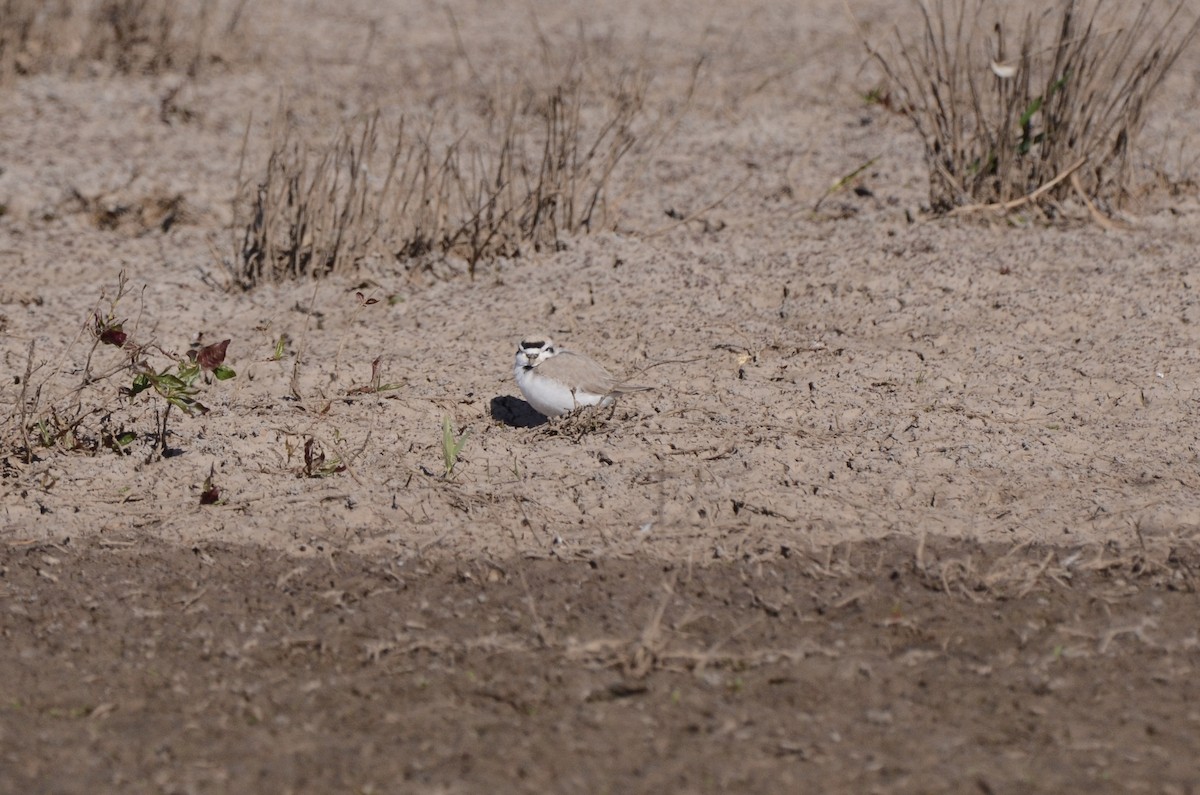 Snowy Plover - ML636757599