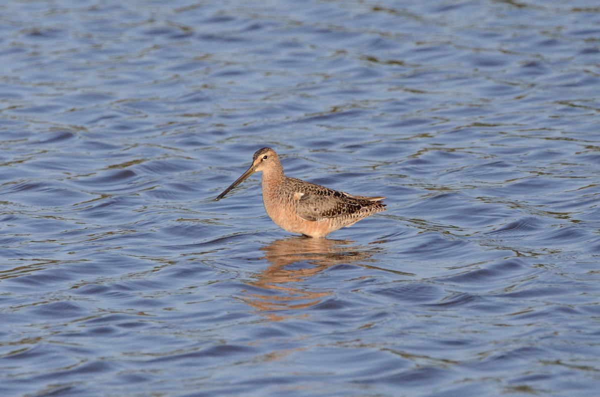 Long-billed Dowitcher - ML636757601