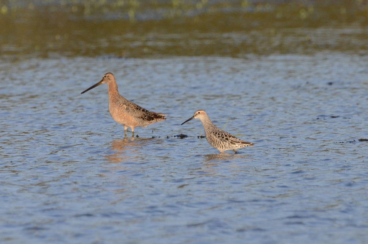Stilt Sandpiper - ML636757605