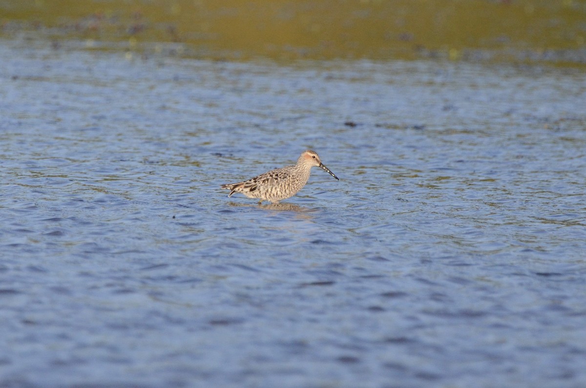 Stilt Sandpiper - ML636757610