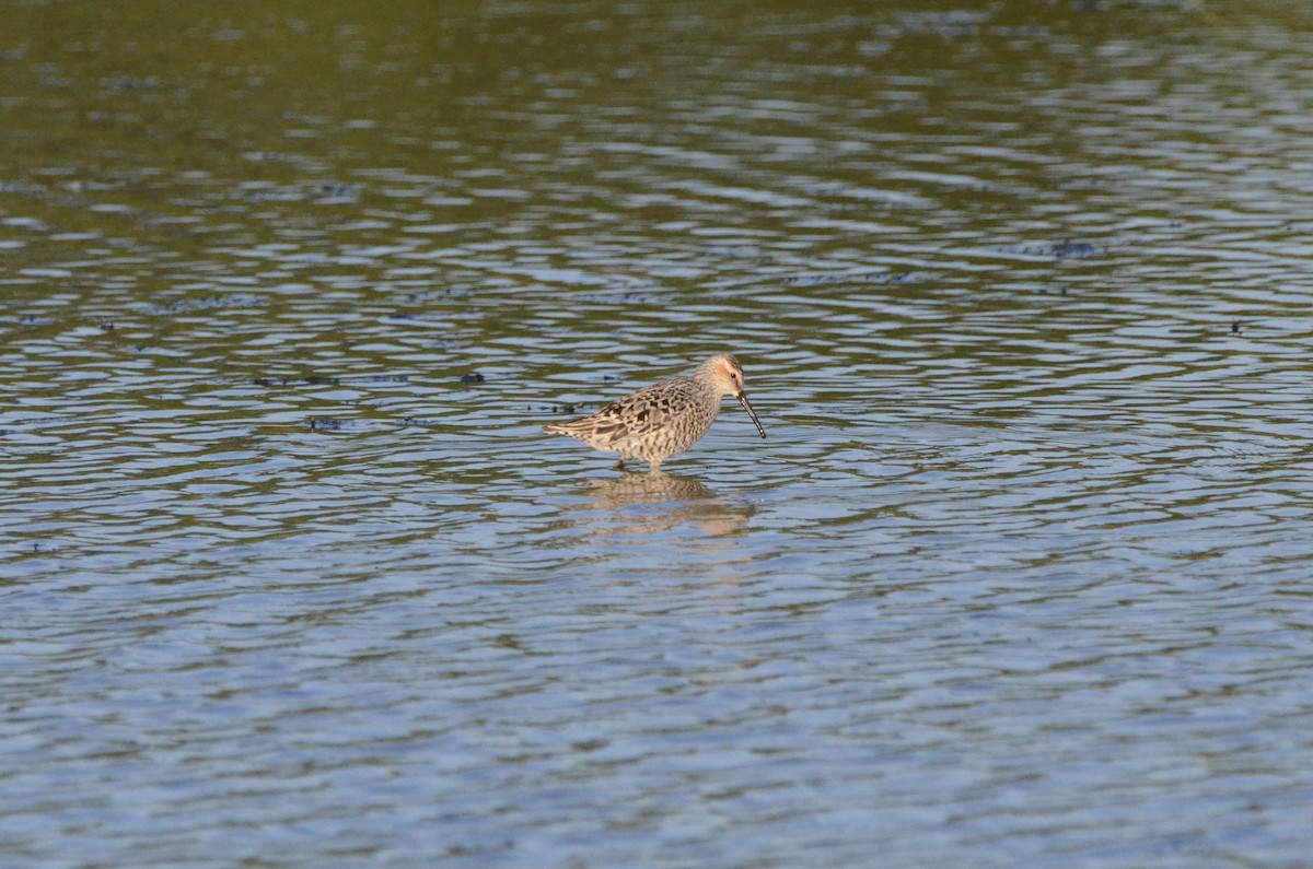 Stilt Sandpiper - ML636757612