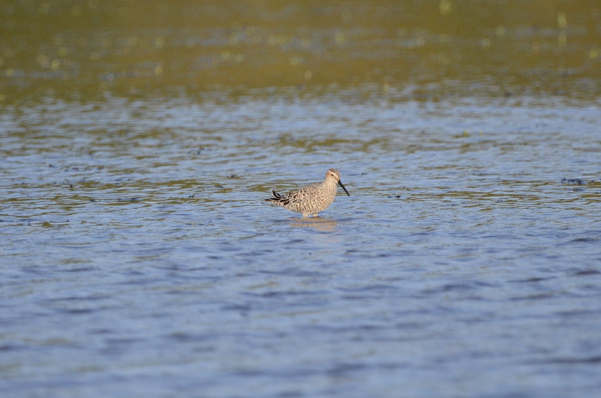 Stilt Sandpiper - ML636757614