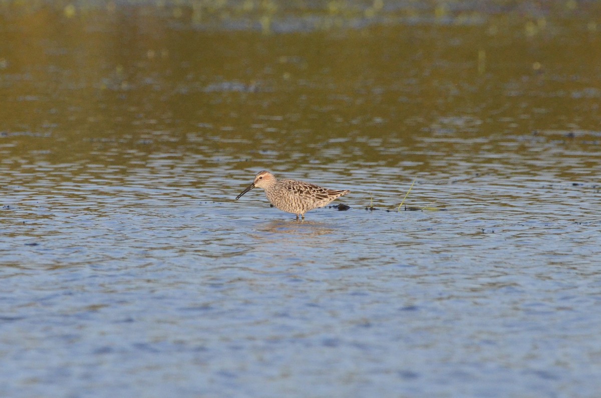 Stilt Sandpiper - ML636757615
