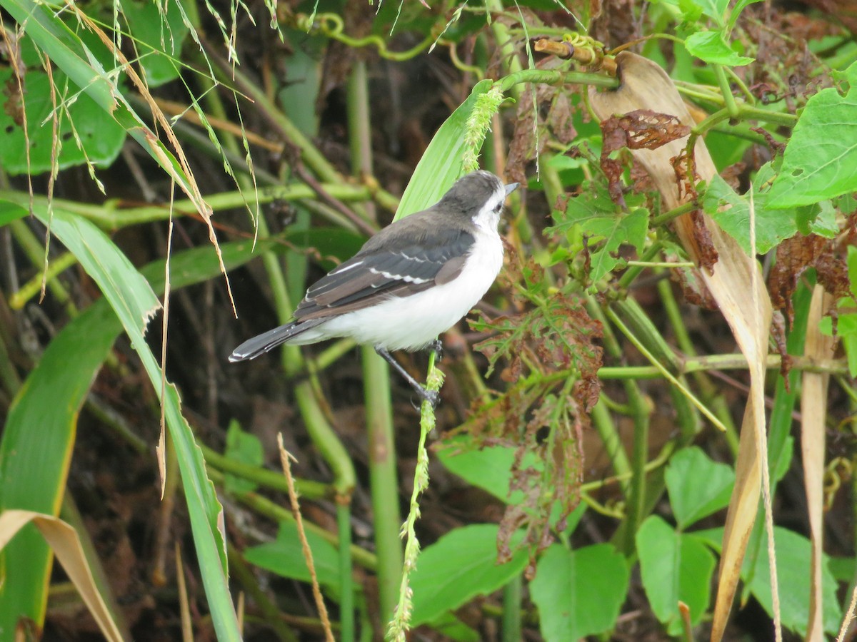 Black-backed Water-Tyrant - ML636757618