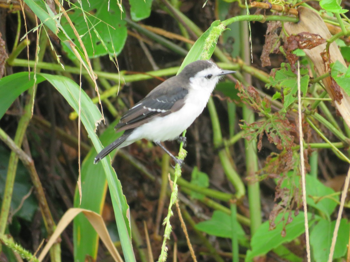 Black-backed Water-Tyrant - ML636757624