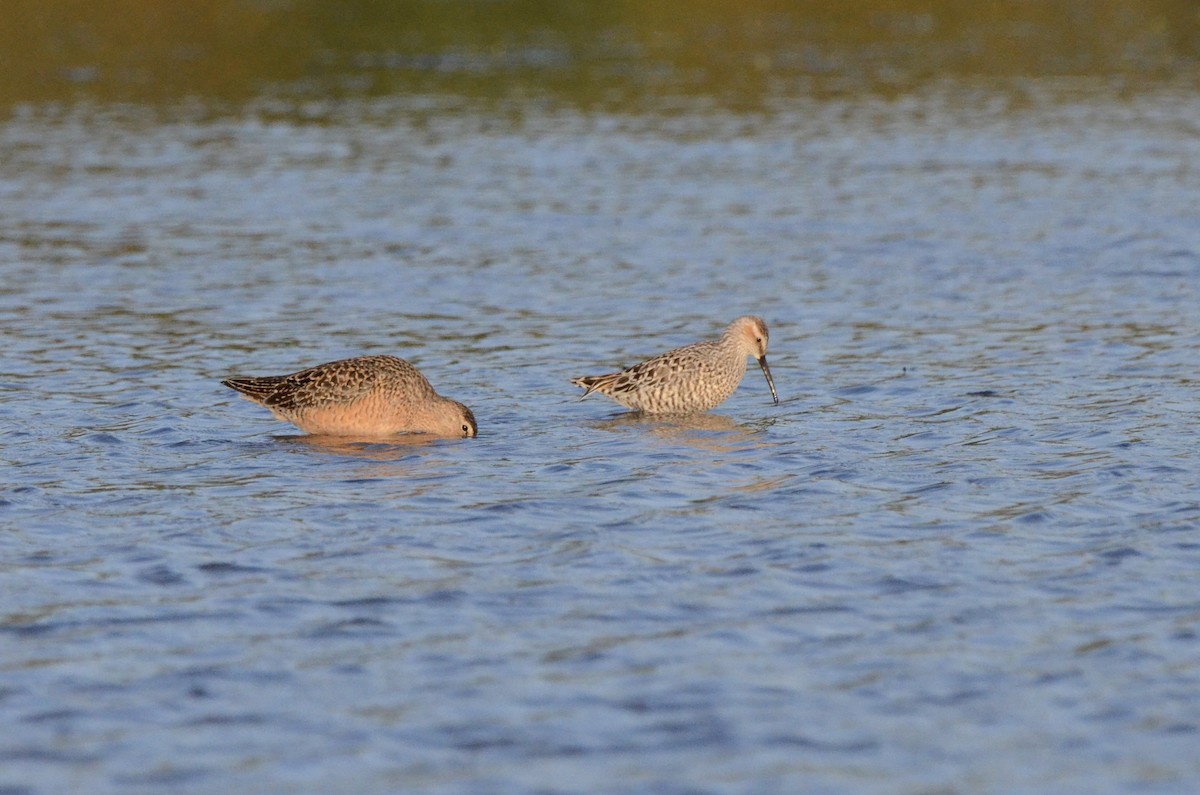 Stilt Sandpiper - ML636757629