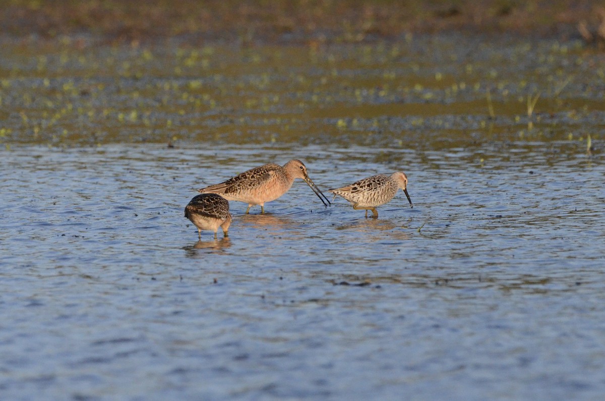 Stilt Sandpiper - ML636757636