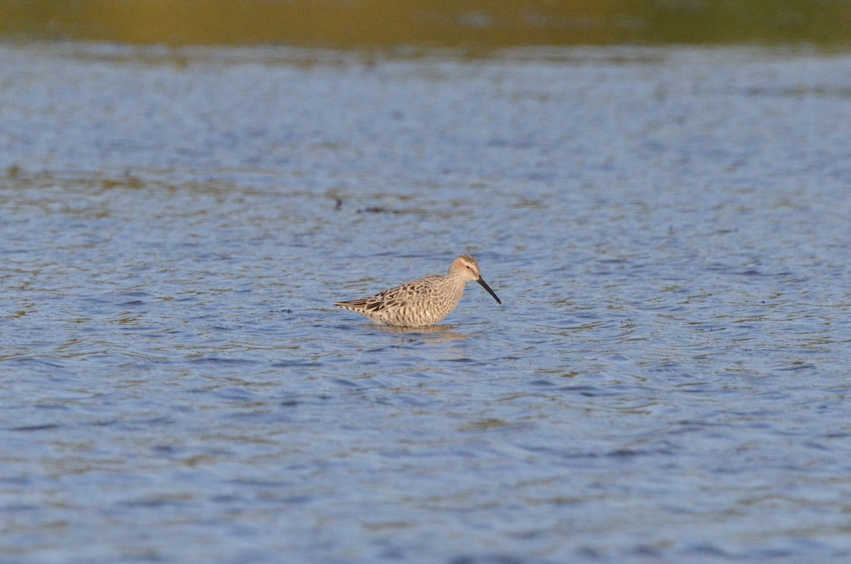 Stilt Sandpiper - ML636757645