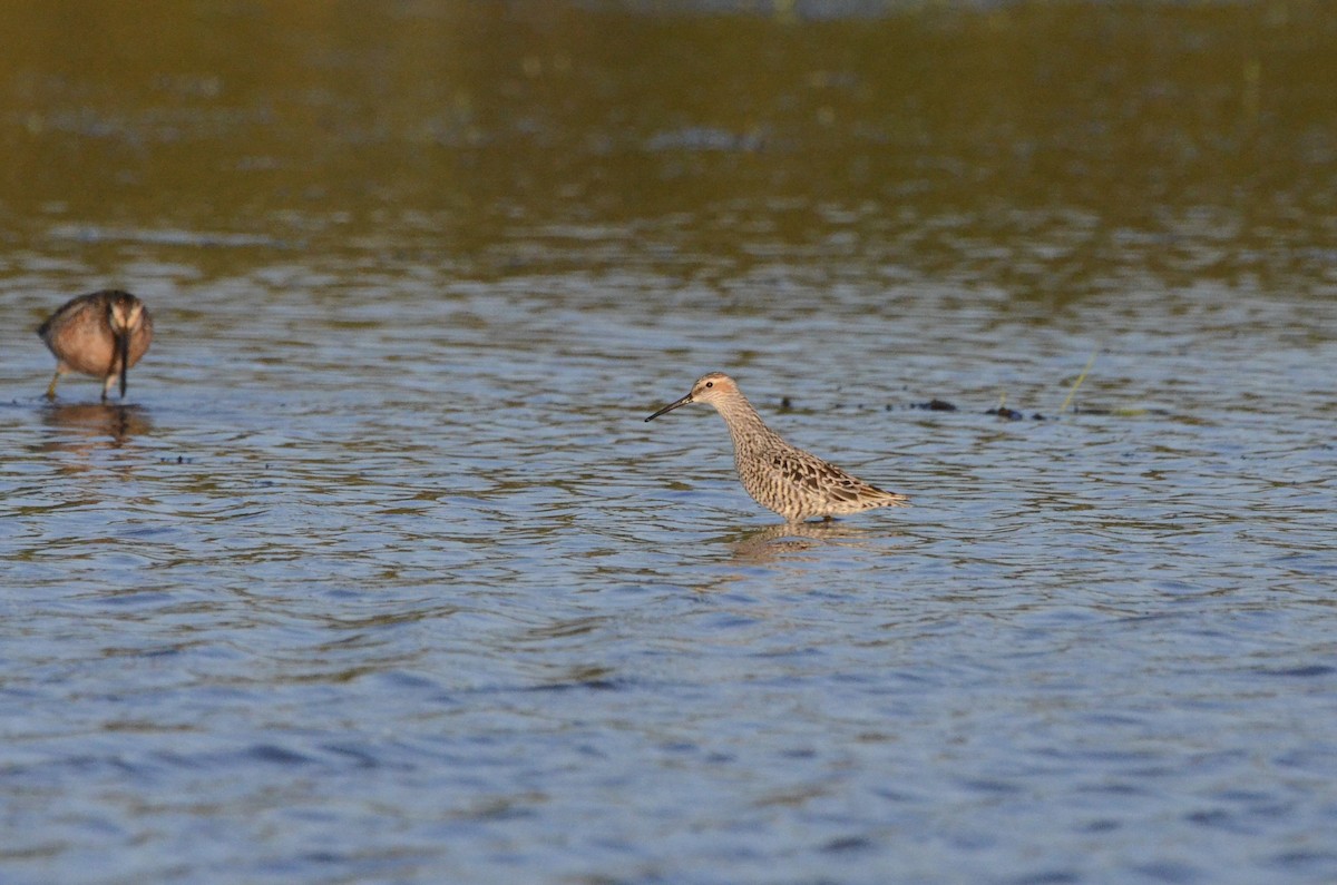 Stilt Sandpiper - ML636757648