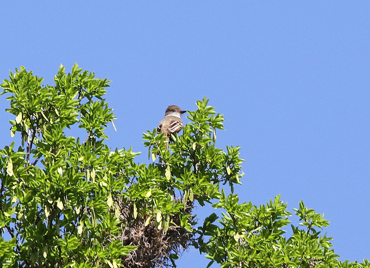 Stolid Flycatcher - ML636757649
