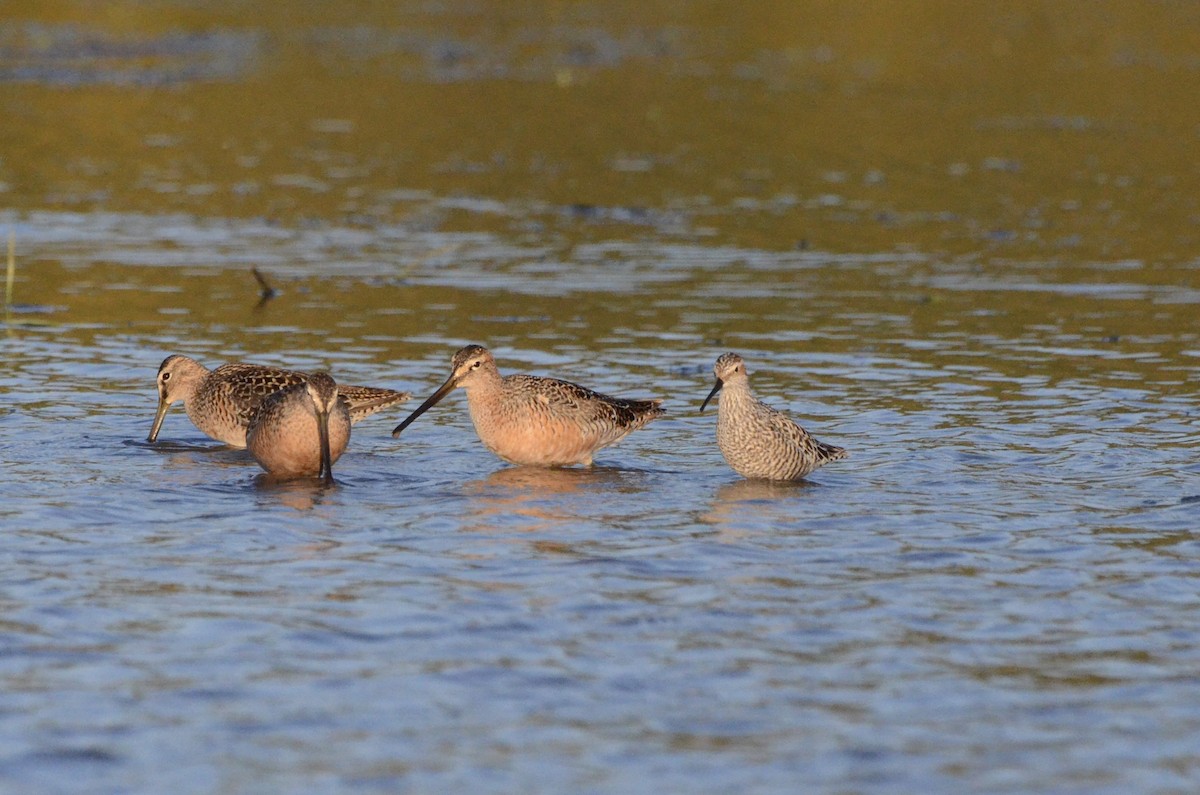 Stilt Sandpiper - ML636757652