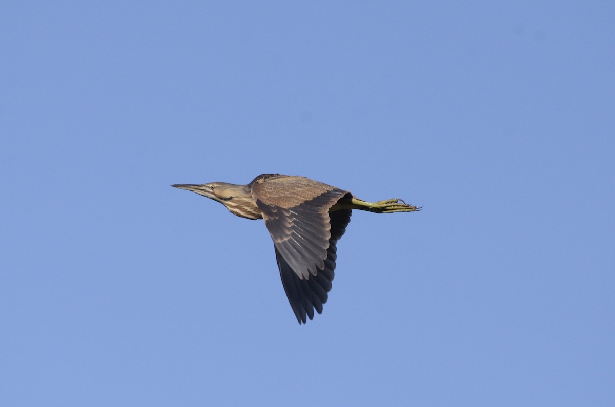 American Bittern - ML636757654