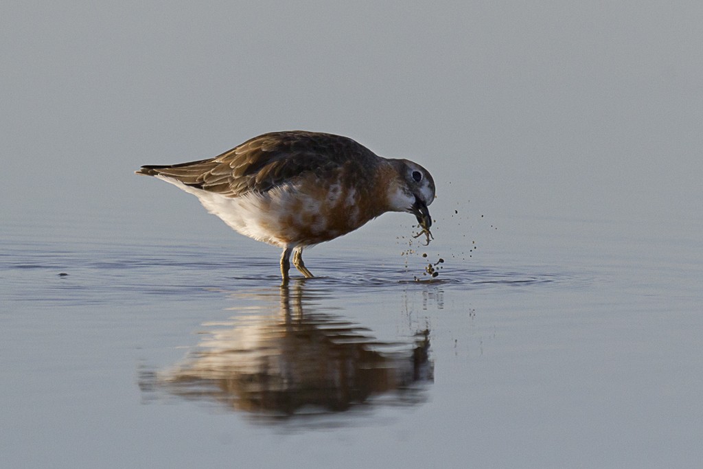 Red-breasted Dotterel (Southern) - ML636757703