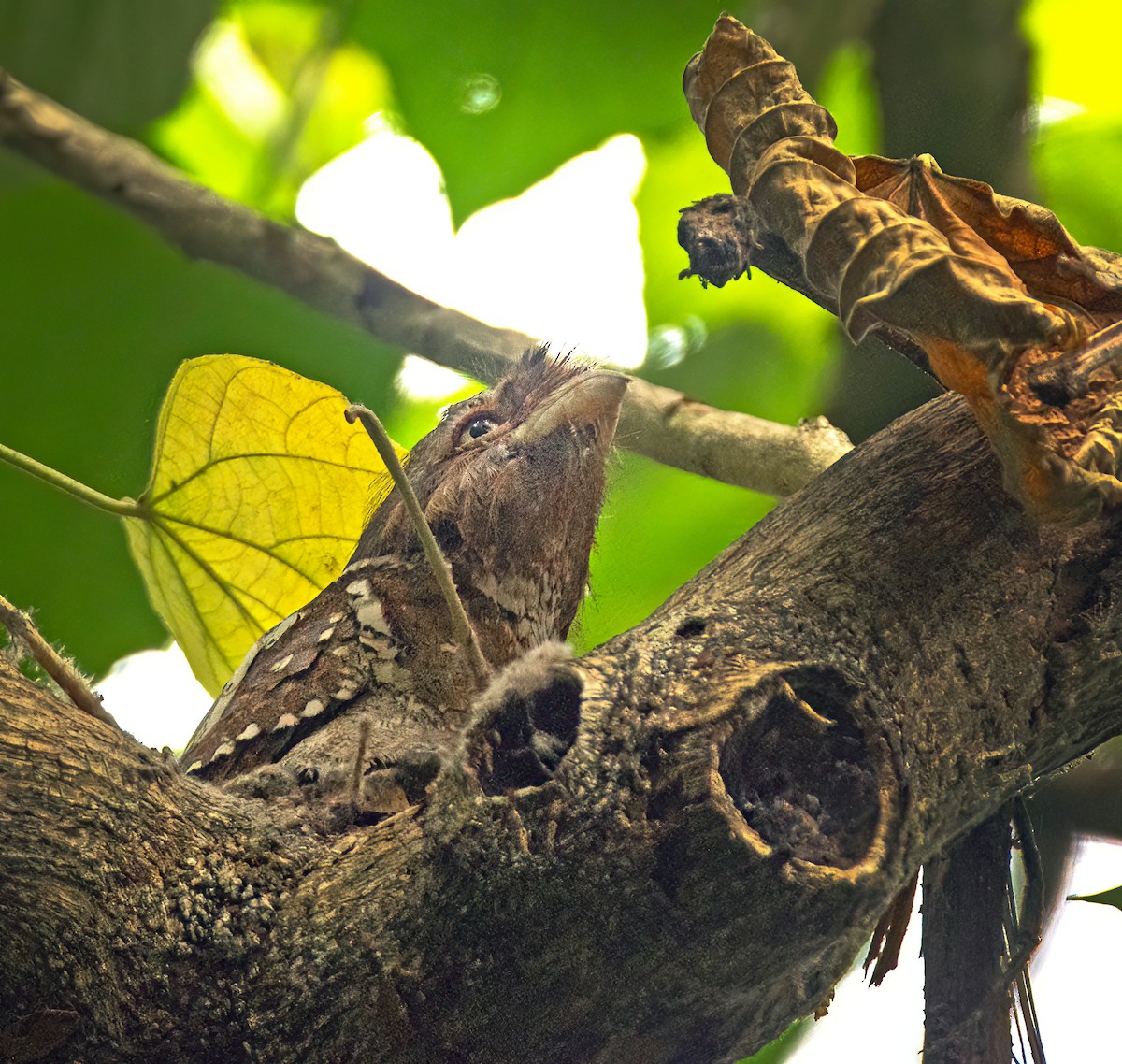 Philippine Frogmouth - ML636757767